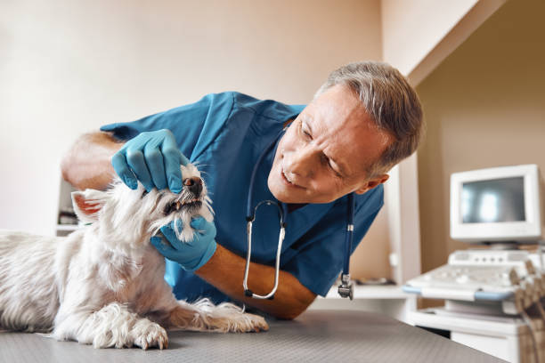 Best Emergency Dentist for Special Needs Patients in Porter, IN